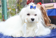 Кучуклар байналмилал кўргазмаси