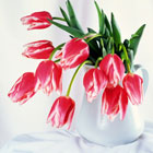 8 марта в Puerto