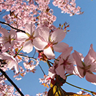 Jazz pub масканида баҳор байрами