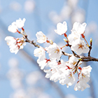 IKAT оилавий ресторанида байрам