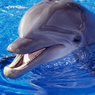 В Ташкенте построят дельфинарий. Кажется, это нравится не всем