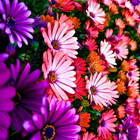 Международный женский день в Tashkent De Brazil