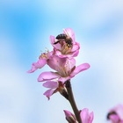 Выходные в честь Навруза