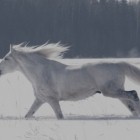 Белая лошадь