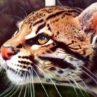 Рисунки шариковыми ручками