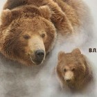Земля медведей
