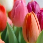 Концерт «Для милых дам»